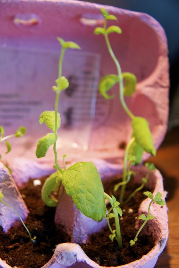 How To Propagate Mint