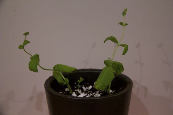 How To Propagate Mint