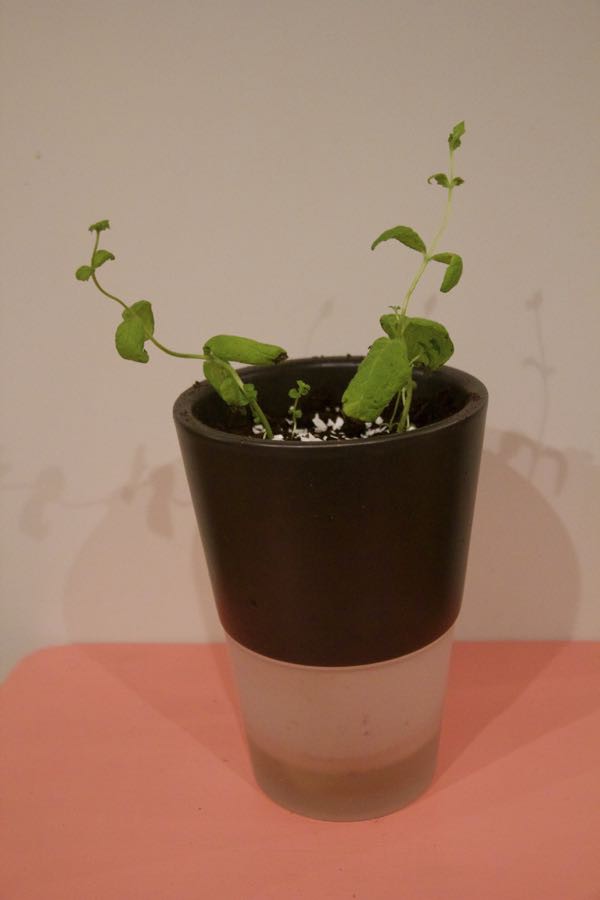 How To Propagate Mint