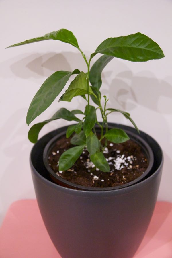 How to grow a Lemon Tree